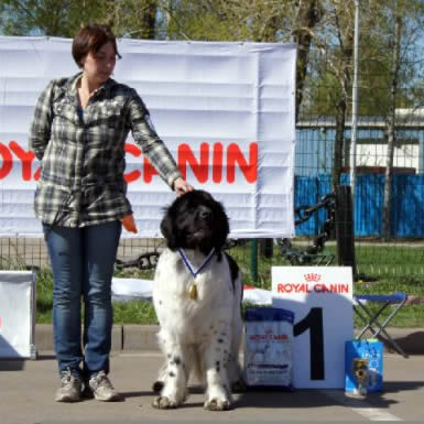 Piternyuf Prodigy, ньюфаундленд, бело-черная сука, Newfoundland white&black bitch. Питомник Piternyuf. Сайт Piternewf.