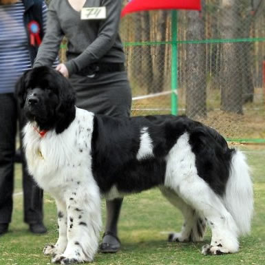 Piternyuf Prodigy, ньюфаундленд, бело-черная сука, Newfoundland white&black bitch. Питомник Piternyuf. Сайт Piternewf.