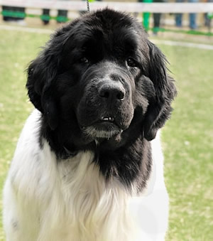 Piternyuf Prodigy, ньюфаундленд, бело-черная сука, Newfoundland white&black bitch. Питомник Piternyuf. Сайт Piternewf.