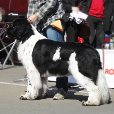 Piternyuf Prodigy, ньюфаундленд, бело-черная сука, Newfoundland white&black bitch. Питомник Piternyuf. Сайт Piternewf.