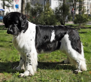 Piternyuf Prodigy, ньюфаундленд, бело-черная сука, Newfoundland white&black bitch. Питомник Piternyuf. Сайт Piternewf.