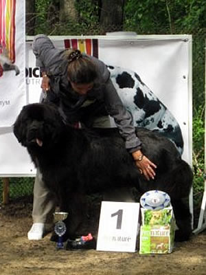 Piternyuf Monte Cristo, ньюфаундленд, черный (рец. бело-черный) кобель, Newfoundland black (rec. white&black) dog. Питомник Piternyuf. Сайт Piternewf.