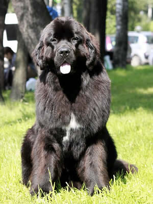 Piternyuf Monte Cristo, ньюфаундленд, черный (рец. бело-черный) кобель, Newfoundland black (rec. white&black) dog. Питомник Piternyuf. Сайт Piternewf.