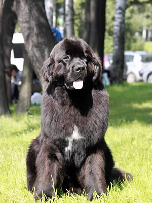 Piternyuf Monte Cristo, ньюфаундленд, черный (рец. бело-черный) кобель, Newfoundland black (rec. white&black) dog. Питомник Piternyuf. Сайт Piternewf.