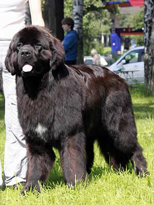 Piternyuf Monte Cristo, ньюфаундленд, черный (рец. бело-черный) кобель, Newfoundland black (rec. white&black) dog. Питомник Piternyuf. Сайт Piternewf.