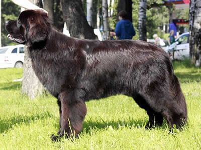 Piternyuf Monte Cristo, ньюфаундленд, черный (рец. бело-черный) кобель, Newfoundland black (rec. white&black) dog. Питомник Piternyuf. Сайт Piternewf.