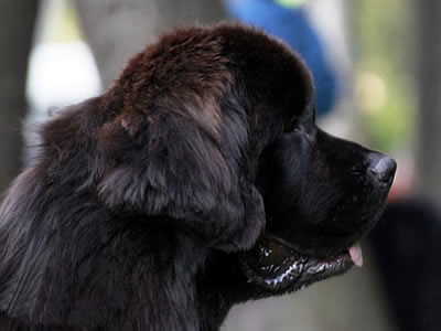 Piternyuf Monte Cristo, ньюфаундленд, черный (рец. бело-черный) кобель, Newfoundland black (rec. white&black) dog. Питомник Piternyuf. Сайт Piternewf.