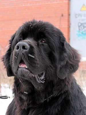 Piternyuf Monte Cristo, ньюфаундленд, черный (рец. бело-черный) кобель, Newfoundland black (rec. white&black) dog. Питомник Piternyuf. Сайт Piternewf.