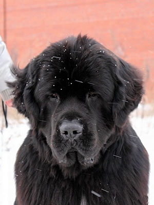 Piternyuf Monte Cristo, ньюфаундленд, черный (рец. бело-черный) кобель, Newfoundland black (rec. white&black) dog. Питомник Piternyuf. Сайт Piternewf.