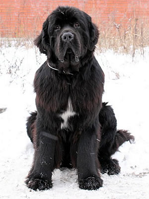 Piternyuf Monte Cristo, ньюфаундленд, черный (рец. бело-черный) кобель, Newfoundland black (rec. white&black) dog. Питомник Piternyuf. Сайт Piternewf.