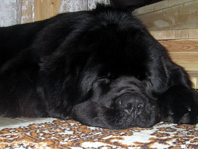 Piternyuf Monte Cristo, ньюфаундленд, черный (рец. бело-черный) кобель, Newfoundland black (rec. white&black) dog. Питомник Piternyuf. Сайт Piternewf.