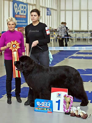 Piternyuf Monte Cristo, ньюфаундленд, черный (рец. бело-черный) кобель, Newfoundland black (rec. white&black) dog. Питомник Piternyuf. Сайт Piternewf.