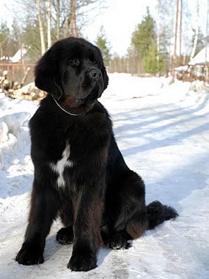 Piternyuf Monte Cristo, ньюфаундленд, черный (рец. бело-черный) кобель, Newfoundland black (rec. white&black) dog. Питомник Piternyuf. Сайт Piternewf.