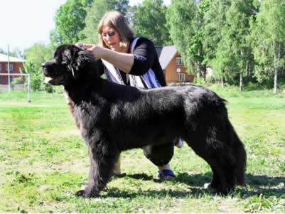 PiterNyuf Zhizn' Horosha, ньюфаундленд, черная (рецессивно бело-черная) сука, Newfoundland black (recessive white&black) bitch. Питомник Piternyuf. Сайт Piternewf.