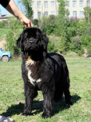 PiterNyuf Zhizn' Horosha, ньюфаундленд, черная (рецессивно бело-черная) сука, Newfoundland black (recessive white&black) bitch. Питомник Piternyuf. Сайт Piternewf.