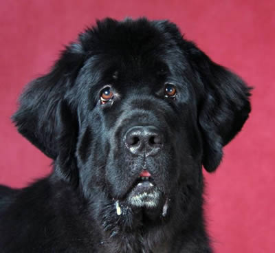 PiterNyuf Zhizn' Horosha, ньюфаундленд, черная (рецессивно бело-черная) сука, Newfoundland black (recessive white&black) bitch. Питомник Piternyuf. Сайт Piternewf.