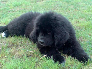 PiterNyuf Zhizn' Horosha, ньюфаундленд, черная (рецессивно бело-черная) сука, Newfoundland black (recessive white&black) bitch. Питомник Piternyuf. Сайт Piternewf.