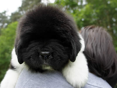 Piternyuf In It To Win It, ньюфаундленд, бело-черный кобель, Newfoundland white and black male. Питомник Piternyuf. Сайт Piternewf.