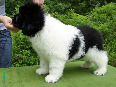 Piternyuf In It To Win It, ньюфаундленд, бело-черный кобель, Newfoundland white and black male. Питомник Piternyuf. Сайт Piternewf.