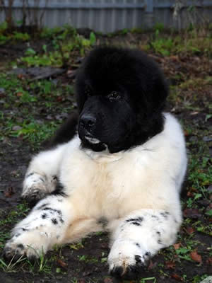 Piternyuf In It To Win It, ньюфаундленд, бело-черный кобель, Newfoundland white and black male. Питомник Piternyuf. Сайт Piternewf.