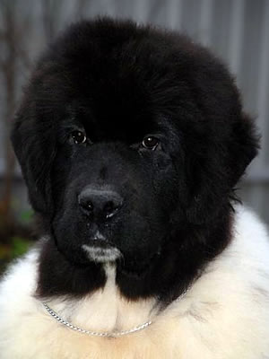 Piternyuf In It To Win It, ньюфаундленд, бело-черный кобель, Newfoundland white and black male. Питомник Piternyuf. Сайт Piternewf.