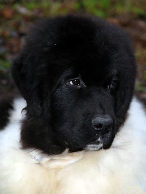 Piternyuf In It To Win It, ньюфаундленд, бело-черный кобель, Newfoundland white and black male. Питомник Piternyuf. Сайт Piternewf.