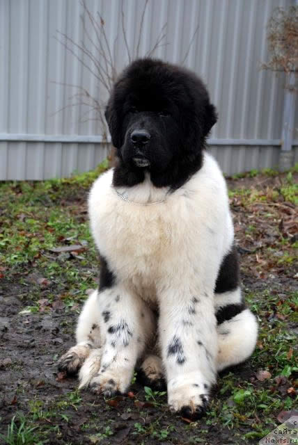 Piternyuf In It To Win It, ньюфаундленд, бело-черный кобель, Newfoundland white and black male. Питомник Piternyuf. Сайт Piternewf.