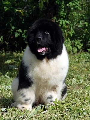 Piternyuf In It To Win It, ньюфаундленд, бело-черный кобель, Newfoundland white and black male. Питомник Piternyuf. Сайт Piternewf.