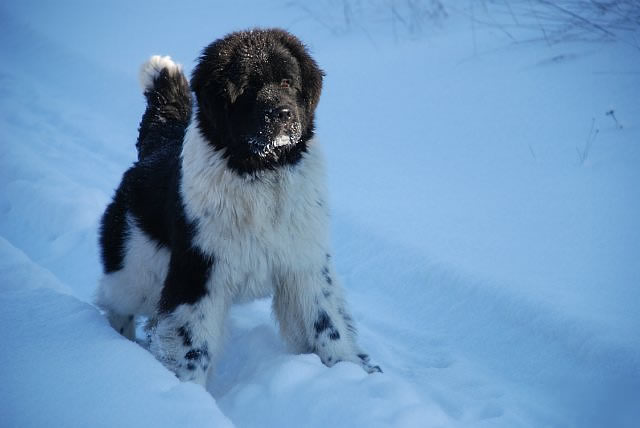 Piternyuf In It To Win It, ньюфаундленд, бело-черный кобель, Newfoundland white and black male. Питомник Piternyuf. Сайт Piternewf.