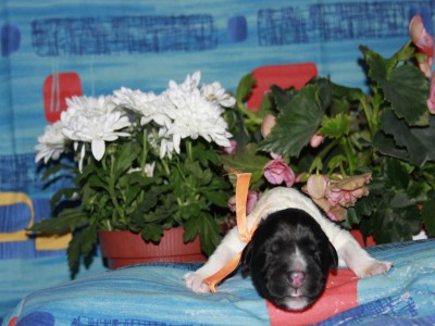 Щенки ньюфаундленда. Питомник Питерньюф. Newfoundland puppies. Piternyuf kennel.