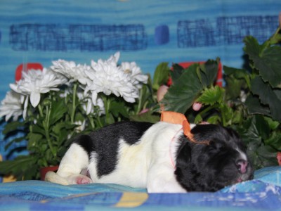 Щенки ньюфаундленда. Питомник Питерньюф. Newfoundland puppies. Piternyuf kennel.