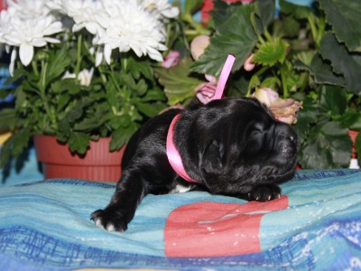 Щенки ньюфаундленда. Питомник Питерньюф. Newfoundland puppies. Piternyuf kennel.