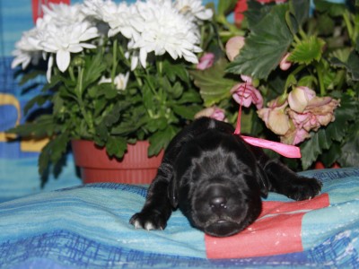 Щенки ньюфаундленда. Питомник Питерньюф. Newfoundland puppies. Piternyuf kennel.