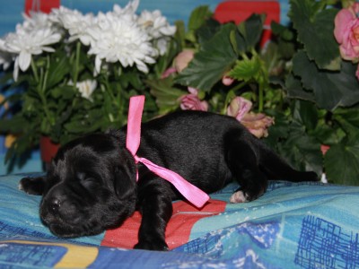 Щенки ньюфаундленда. Питомник Питерньюф. Newfoundland puppies. Piternyuf kennel.