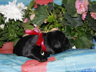 Щенки ньюфаундленда. Питомник Питерньюф. Newfoundland puppies. Piternyuf kennel.