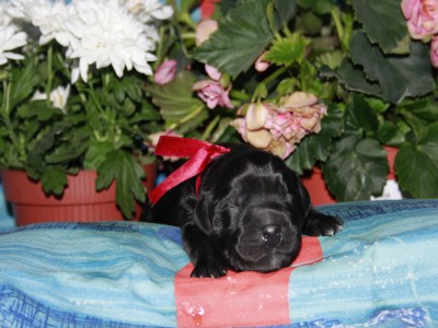 Щенки ньюфаундленда. Питомник Питерньюф. Newfoundland puppies. Piternyuf kennel.