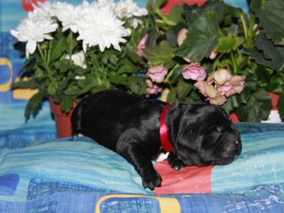 Щенки ньюфаундленда. Питомник Питерньюф. Newfoundland puppies. Piternyuf kennel.