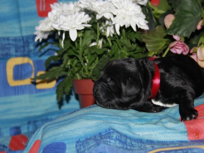 Щенки ньюфаундленда. Питомник Питерньюф. Newfoundland puppies. Piternyuf kennel.