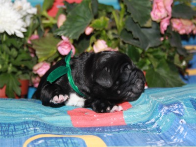 Щенки ньюфаундленда. Питомник Питерньюф. Newfoundland puppies. Piternyuf kennel.