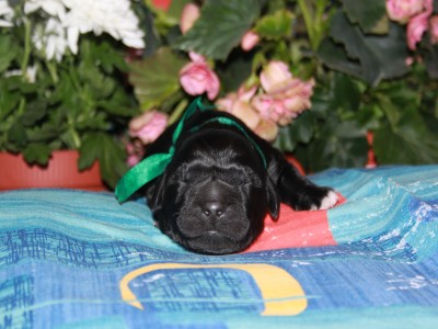 Щенки ньюфаундленда. Питомник Питерньюф. Newfoundland puppies. Piternyuf kennel.