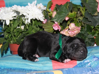 Щенки ньюфаундленда. Питомник Питерньюф. Newfoundland puppies. Piternyuf kennel.