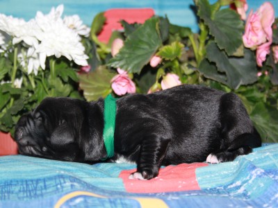 Щенки ньюфаундленда. Питомник Питерньюф. Newfoundland puppies. Piternyuf kennel.