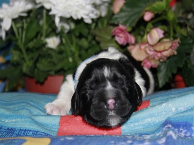 Щенки ньюфаундленда. Питомник Питерньюф. Newfoundland puppies. Piternyuf kennel.