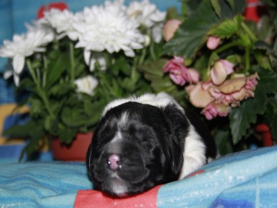 Щенки ньюфаундленда. Питомник Питерньюф. Newfoundland puppies. Piternyuf kennel.