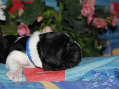 Щенки ньюфаундленда. Питомник Питерньюф. Newfoundland puppies. Piternyuf kennel.