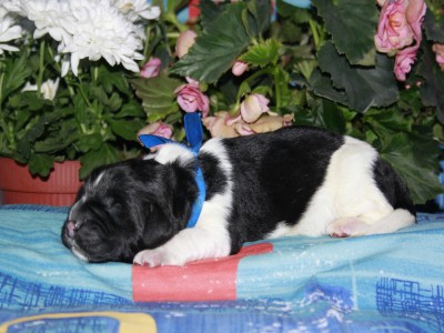 Щенки ньюфаундленда. Питомник Питерньюф. Newfoundland puppies. Piternyuf kennel.