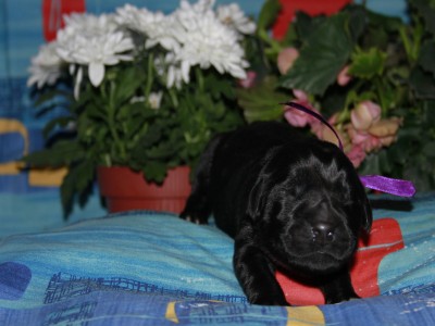 Щенки ньюфаундленда. Питомник Питерньюф. Newfoundland puppies. Piternyuf kennel.