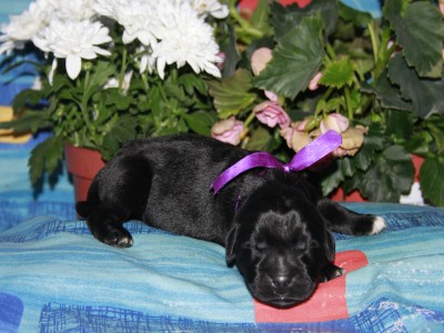 Щенки ньюфаундленда. Питомник Питерньюф. Newfoundland puppies. Piternyuf kennel.