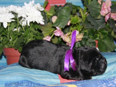 Щенки ньюфаундленда. Питомник Питерньюф. Newfoundland puppies. Piternyuf kennel.