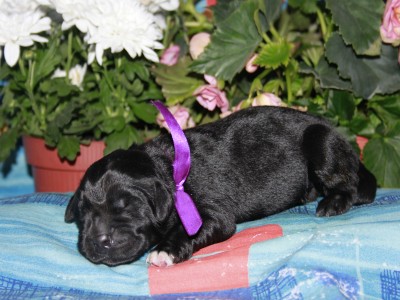 Щенки ньюфаундленда. Питомник Питерньюф. Newfoundland puppies. Piternyuf kennel.